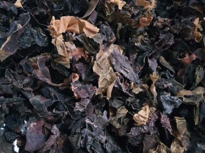 新到昆布水洗选货干净无杂质实物拍摄图2