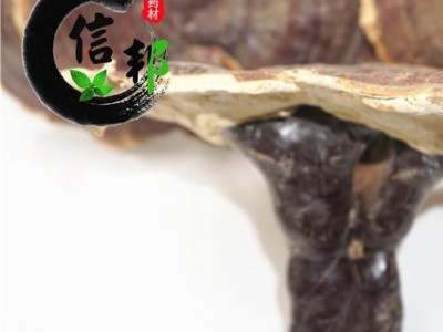 灵芝正宗西藏野生灵芝选货品相佳专营贵细类冷被偏门专注品质，诚信信邦！图3