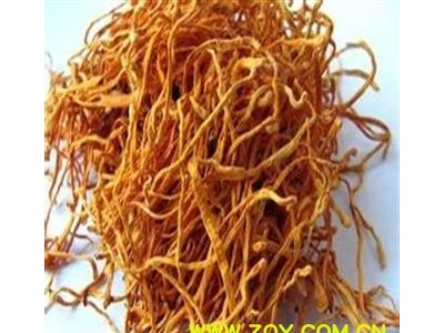 虫草花 无杂质 精品一级虫草花 金虫草 万信药业 品质保证 产地 吉林省图4