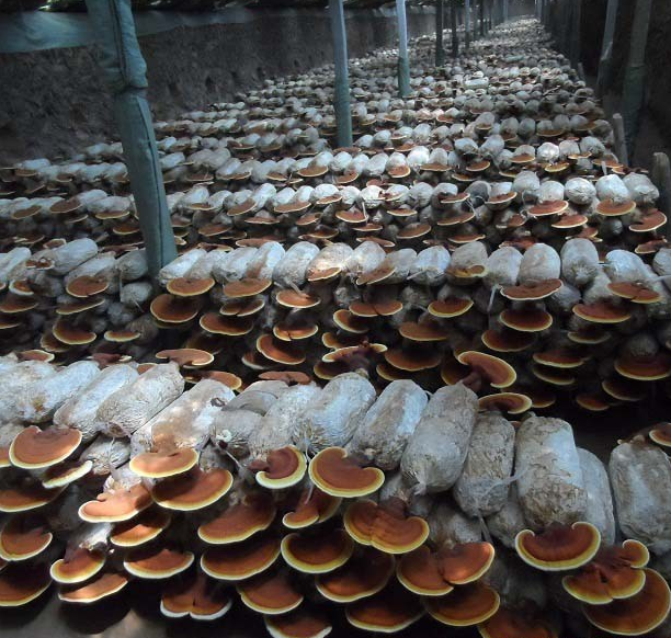栽培灵芝固体培养基含水量多少适宜？