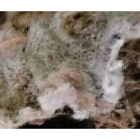 山上自己采摘的的野生石毛妮
