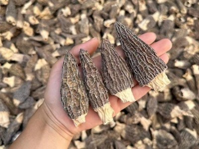羊肚菌蒸蛋 肉厚手选货羊肚菌图4