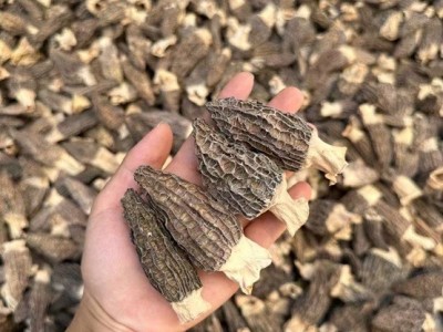 羊肚菌蒸蛋 肉厚手选货羊肚菌图2