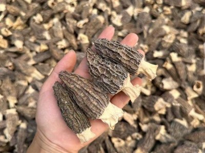 羊肚菌蒸蛋 肉厚手选货羊肚菌图3