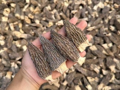 羊肚菌蒸蛋 肉厚手选货羊肚菌图5
