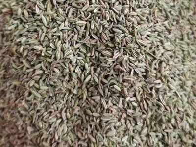 小茴香收购厂家联系方式图2